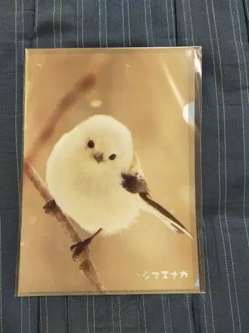 홋카이도 한정 시마연가 클리어 파일 A4