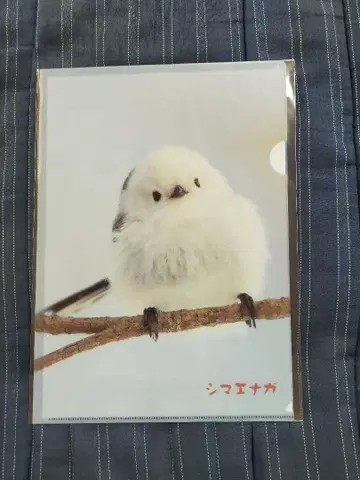 2 시마연가 홋카이도 한정 클리어 파일 A4