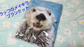 랏코 메이키라 담요 토바 수족관