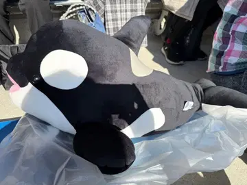 고베 스마 월드 1등 범고래 봉제 인형