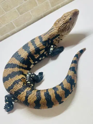 파충류 제일복권 아오지트 도마뱀 A상 제일복권