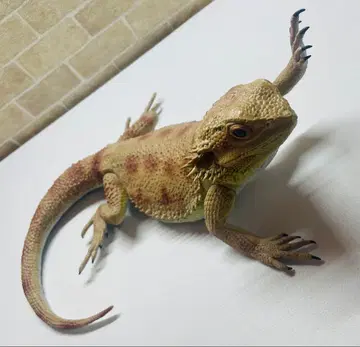 비어디드래곤 피규어 라스트 원