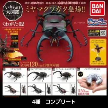 생물대도감 장수풍뎅이 02 디디에르사슴벌레