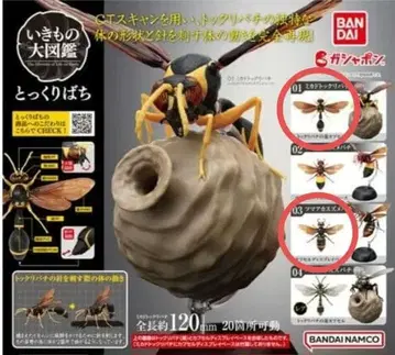 가샤폰 생물대도감 토쿠리바치 츠마아카스즈메바치 미카도토쿠리바치