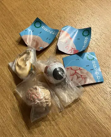 아주 부드러운 인체 해부 입체 도감 뇌 눈 귀 가챠