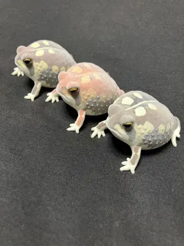 흙투성이 복슬개구리