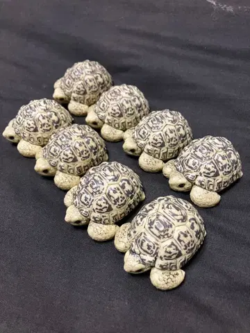 테노리 프렌즈 11 표범무늬거북