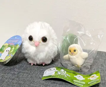 맨올빼미 2종 맨올빼미의 메메탄 LMC & 달리는 맨올빼미의 아기