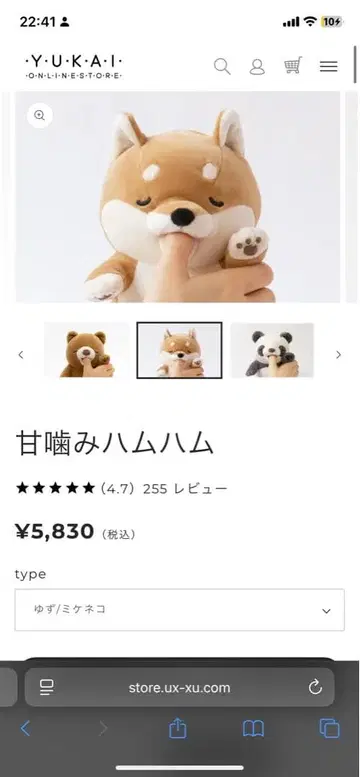 앙 물고 핥는 시바견