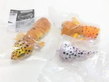 생물대도감 어드밴스 레오파드게코 탠저린