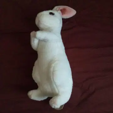 귀여운 리얼 토끼