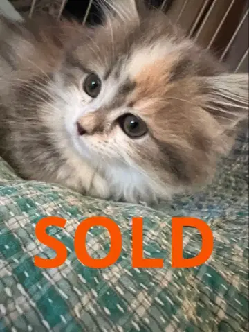 골든 옵시디언 팔찌