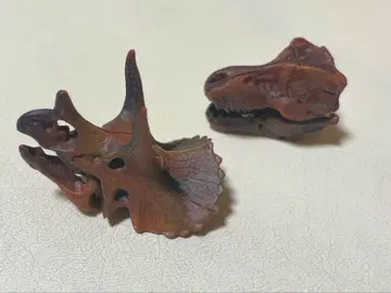 카이요도 초코라 자우르스 두개골 2개 세트