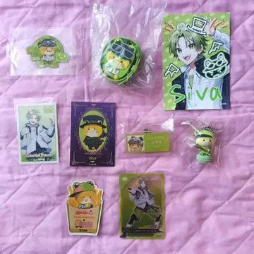 컬러풀 피치 시바 묶음 판매