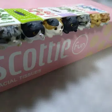 하코 티슈 폴드 7세트 고양이 캡슐 토이