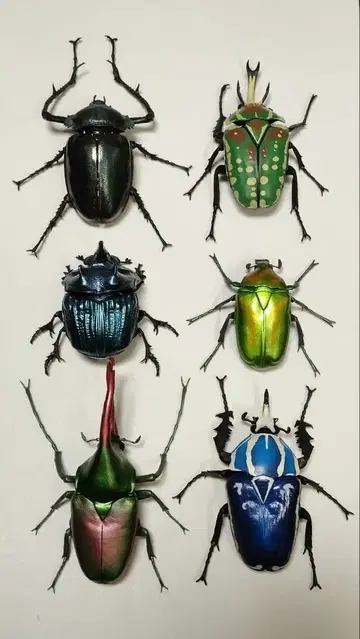 생물대도감 하나무구리 묶음 판매