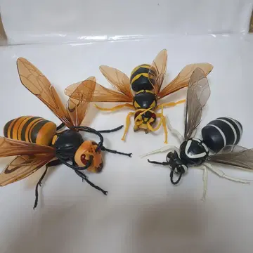 생물대도감 말벌 세트