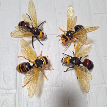 말벌 생물대도감 곤충 생물 가챠 4종