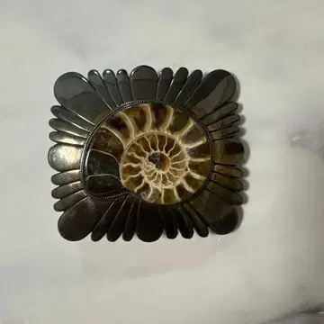 암모나이트 벨트 버클