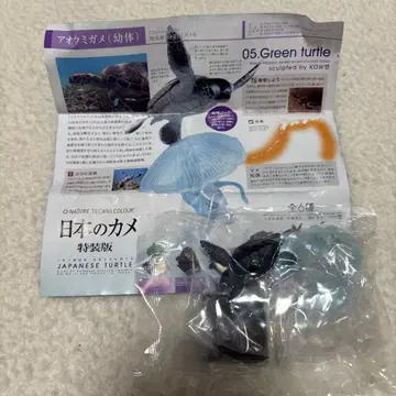 일본 거북 푸른바다거북(유체) 네이처 테크니컬러