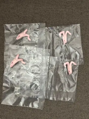 정글은 언제나 맑음 뒤 흐림 가챠가챠 포쿠테