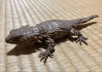 생물대도감 07 아르마딜로 도마뱀 먹칠ver 레어