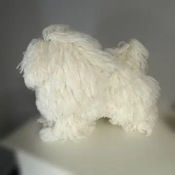 그루밍 레슨 도그 R809TD 화이트