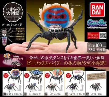 생물대도감 어드밴스 피콕스파이더 4종