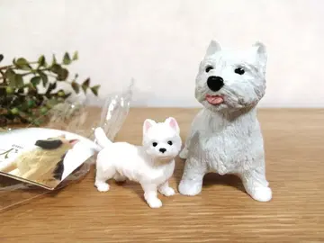 웨스트 하이랜드 화이트 테리어 2마리