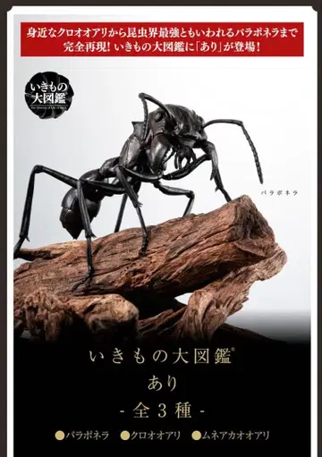 생물대도감 어드밴스 개미 3종