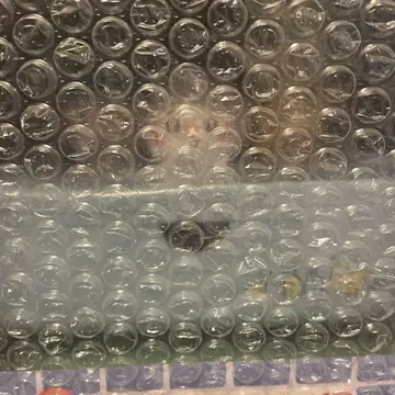 치이카와 제일복권 A상