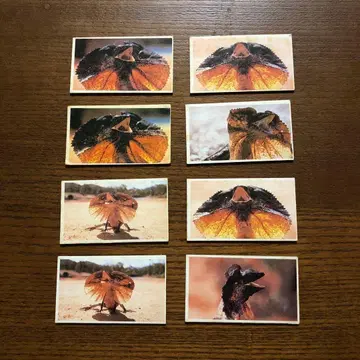 목도리도마뱀 딱지 쇼와