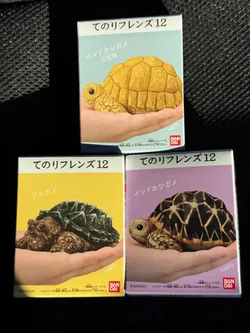 테노리 프렌즈 12 거북이 3종 세트!! 초레어 세트!