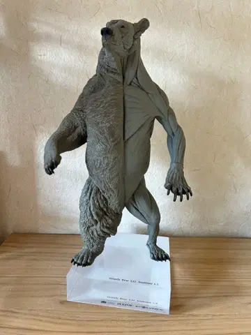 VM anatomy Grizzly Bear 1:12 곰 피규어