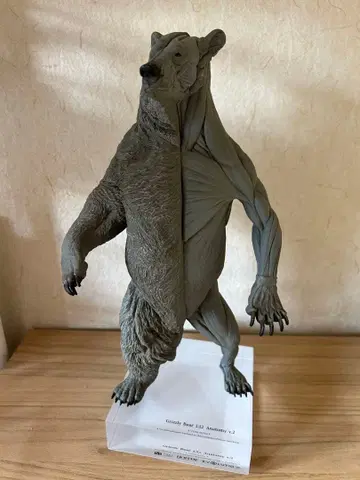 VM anatomy Grizzly Bear 1:12 곰 피규어