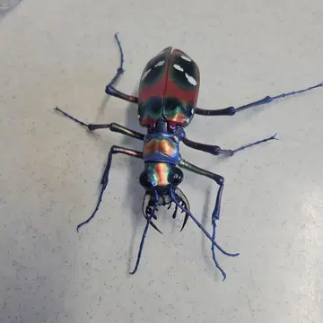 생물대도감 한묘 레드