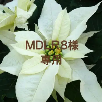 목걸이 5점과 귀찌 5점