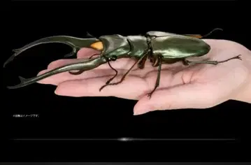 생물대도감 어드밴스 사슴벌레 02