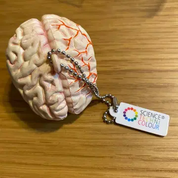 인체 모형 키링 뇌 모형