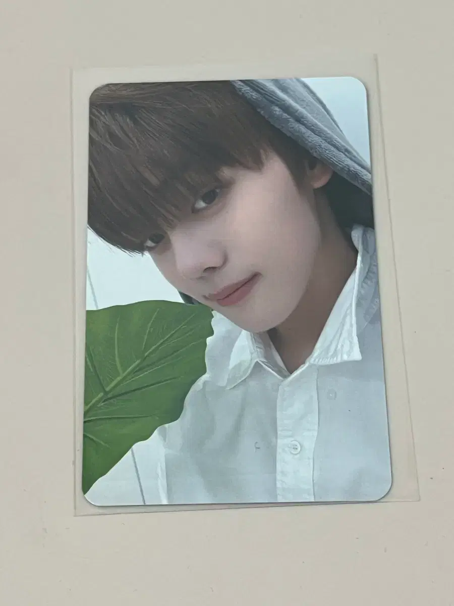 zb1 everline totoro ld poca unreleased photocard kim gyuvin