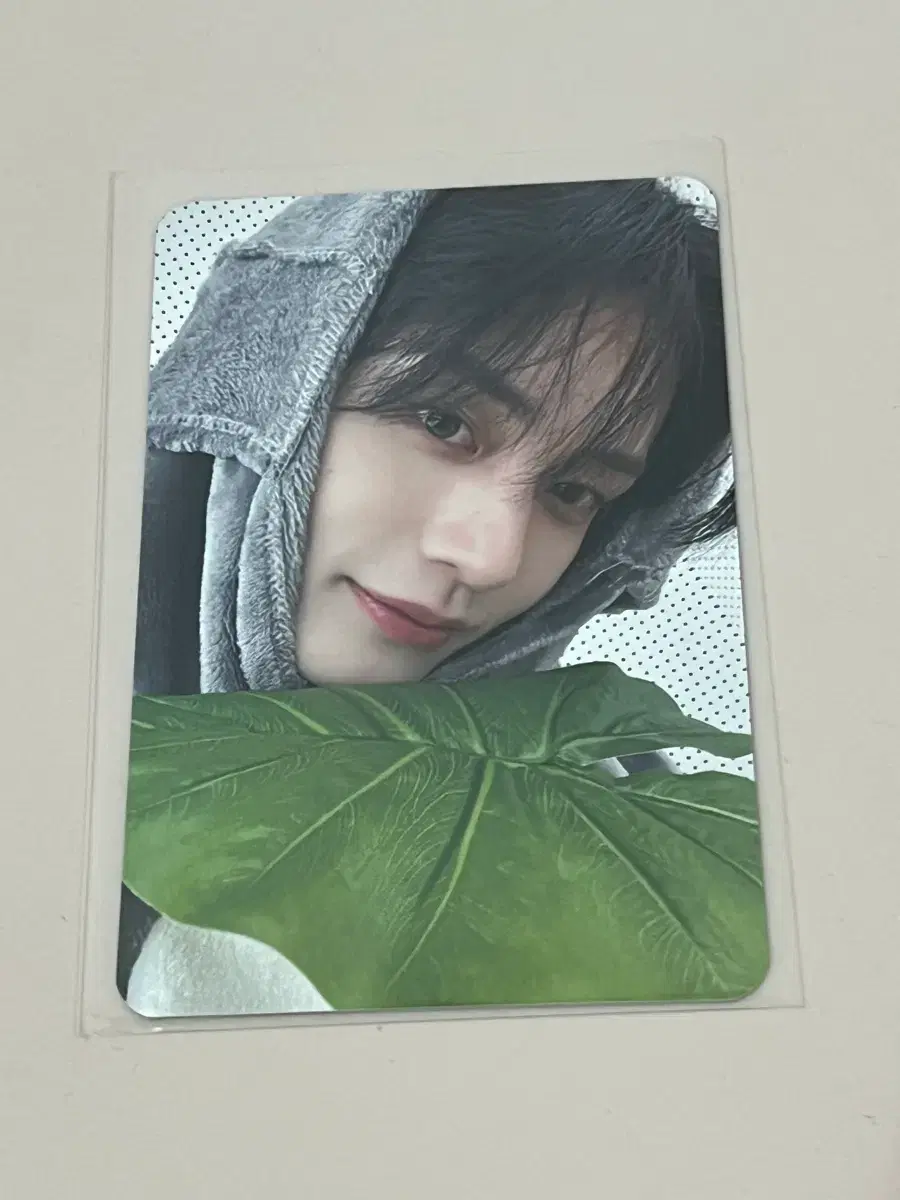 zb1 everline totoro ld poca unreleased photocard kim jiwoong