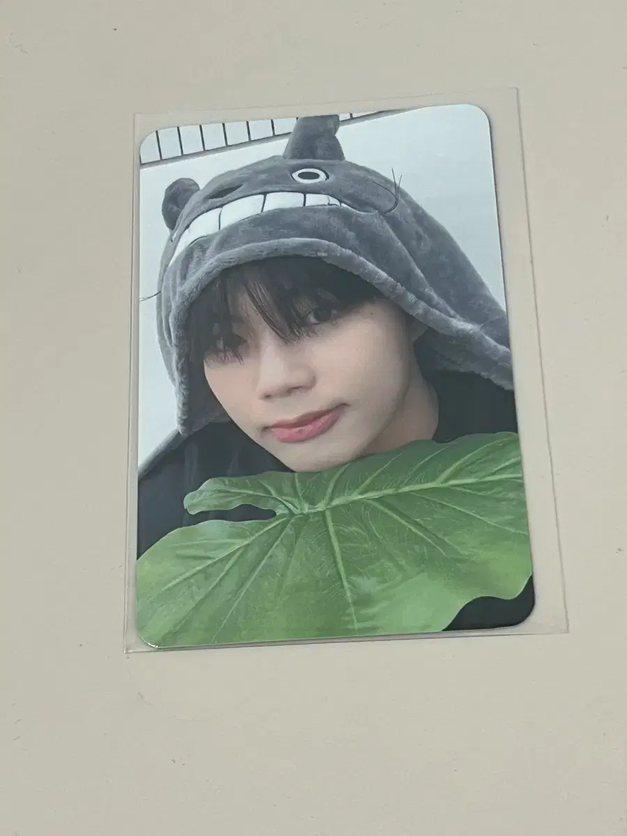 zb1 everline toto ld poca unreleased photocard park gunwook