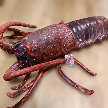 레어 해산물 시장 이세에비 봉제 인형 택 포함