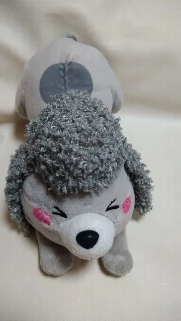 개와 고양이 둘 다 키우면 매일 즐거워 코857