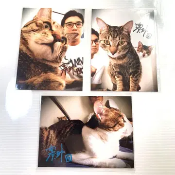 철탑(사이조) 씨 & 고양이 사진 3장 삼인칭