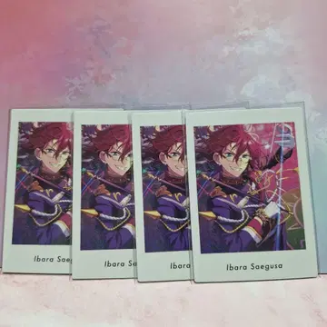 앙스타 파샤츠 사에구사 이바라 4점