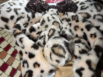 디즈니 레오파드 무늬 미니 팬캡 2025 베이지