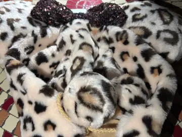 디즈니 레오파드 무늬 미니 팬캡 2025 베이지