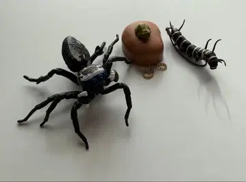 생물대도감 스파이더 & 개구리 울음소리 가챠가챠 & 카이요도 캡슐 Q