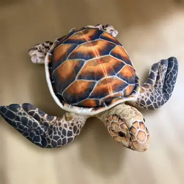 WILDGRAPHY 와일드그래피 거북이 봉제 인형